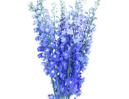 Flower District NYC Wholesale Flowers Flower Supply Flower Market NYC delphinium flowers