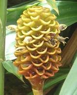 Bee Hive Ginger tropical flowers
Flower District NYC Wholesale Flowers Supply Flower Market NYC