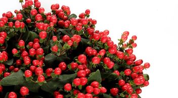 Flower District NYC Wholesale Flowers Flower Supply Flower Market NYC hypericum coco tango