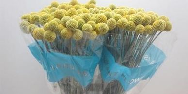 Flower District NYC Wholesale Flowers Flower Supply Flower Market NYC billy balls craspedia yellow