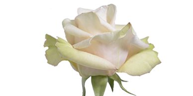 cream roses sahara