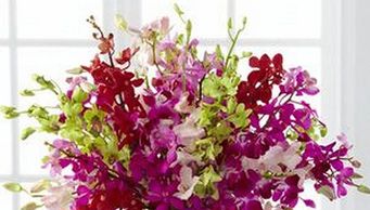 Dendrobium Orchids
Flower District NYC Wholesale Flowers Flower Supply Flower Market NYC