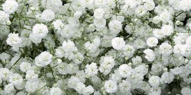 Flower District NYC Wholesale Flowers Flower Supply Flower Market NYC baby's breath gypsophilia