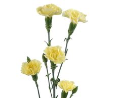 gold strike mini carnation