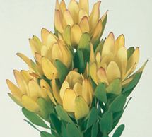 gold strike leucadendron
Flower District NYC Wholesale Flowers Flower Supply Flower Market NYC