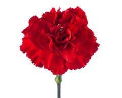 Grand Slam carnation