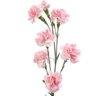kim mini carnations