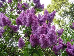 Flower District NYC
Wholesale Flowers 
Flower Supply
Flower Market NYC
Lilac Branches