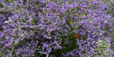 Flower District NYC Wholesale Flowers Flower Supply Flower Market NYC limonium skylight flowers