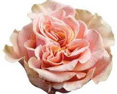 peach roses pheonix