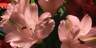 Flower District NYC
Wholesale Flowers 
Flower Supply
Flower Market NYC
Alstromeria