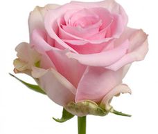 pink roses jessika