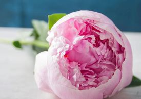 sarah bernhardt peonies peony
Flower District NYC Wholesale Flowers Flower Supply Flower Market NYC