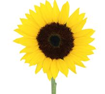 sunflowers
Flower District NYC Wholesale Flowers Flower Supply Flower Market NYC