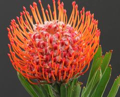 Tango pincushion protea
Flower District NYC Wholesale Flowers Flower Supply Flower Market NYC