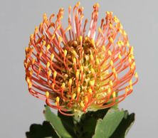 Tiara pincushion protea
Flower District NYC Wholesale Flowers Flower Supply Flower Market NYC