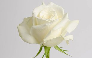 white roses Eskimo