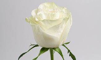 white roses moonstone