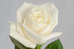 white roses playablanca