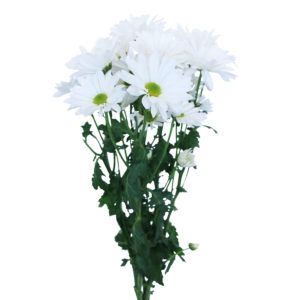 pom pom daisy flower pom pom daisy flower