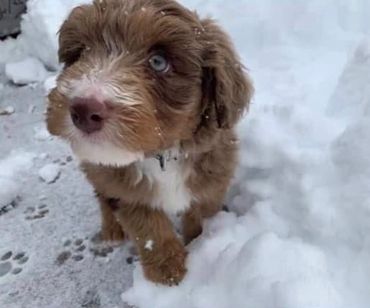 Aussiedoodle Puppy