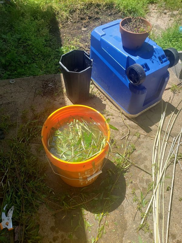 Willow water preparations