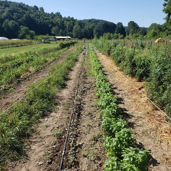 market garden using farming practices and methods to enhance biological performance in the soil