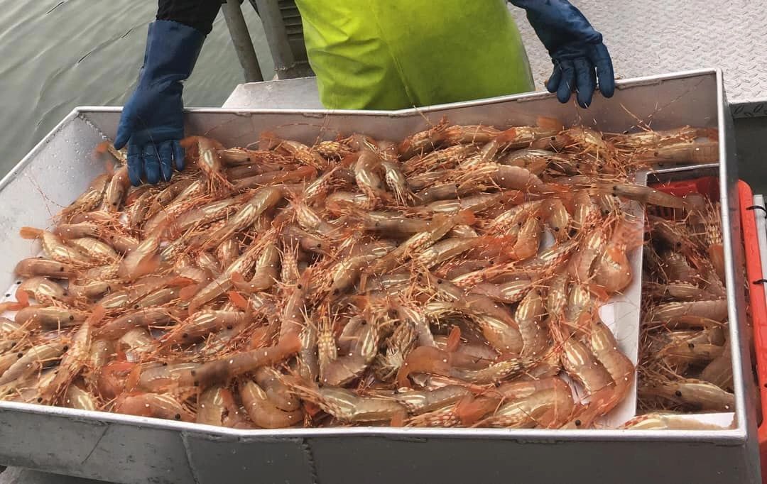 One Pound of Spot Prawn Tails