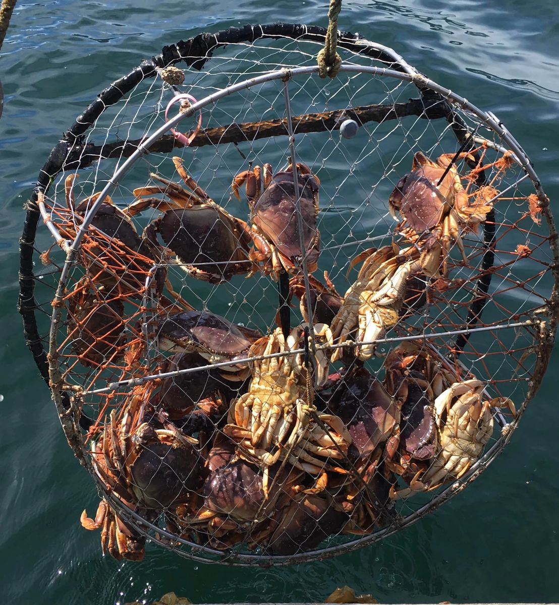BC Bulk Dungeness Crab (10 or more)