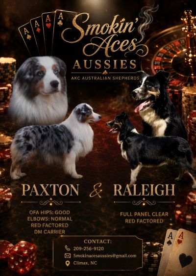 Advertisement for Smokin' Aces Aussies featuring two Australian Shepherds, Paxton and Raleigh.