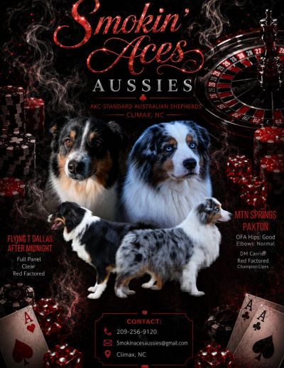 Poster for Smokin' Aces Aussies featuring Australian Shepherd dogs and gambling-themed elements.