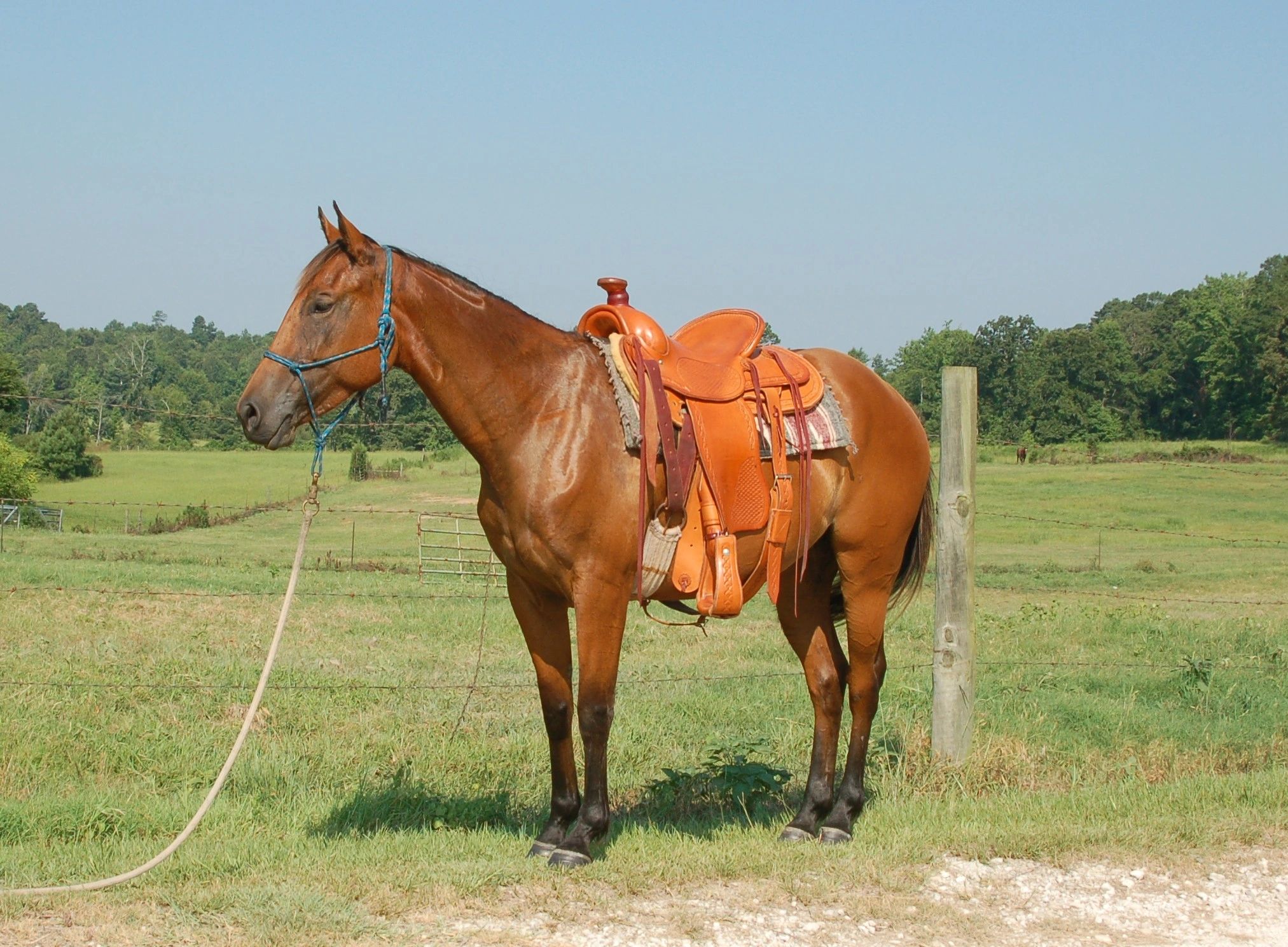 Saddle Repairs   Dsc 01182 