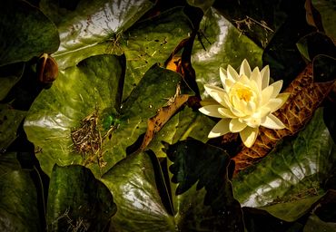 waterlily photograph, waterlily, white waterlily photograph