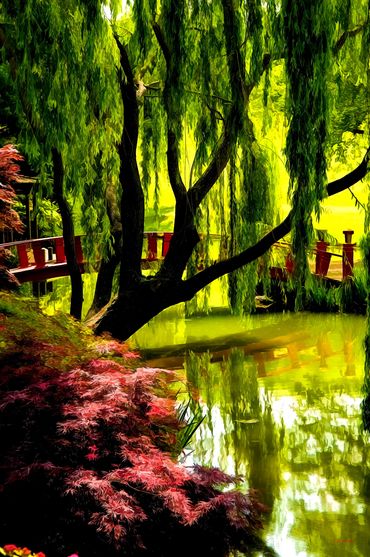 Asian garden photograph, Willow tree Asian garden