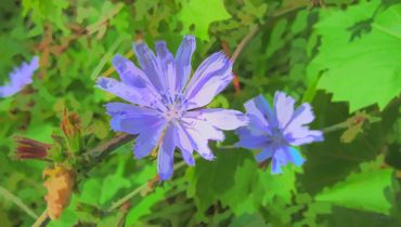 Chicory, chicory flower, chicory plant