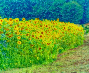Sunflower abstract, sunflower field