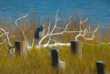 Egret and marsh watercolor photograph, marshland photograph