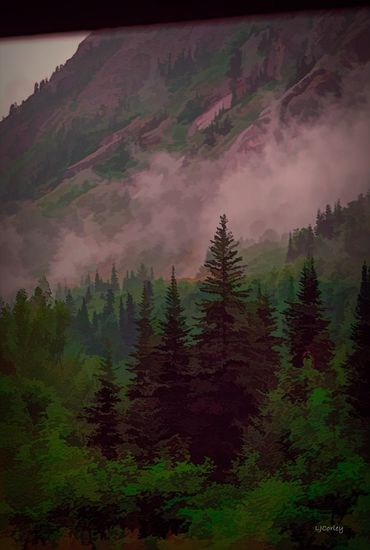 Alaskan forest, Skagway, Alaska forest