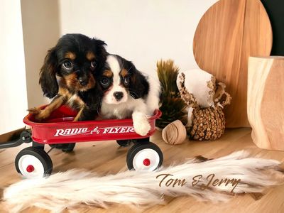 Two puppy sitting together
