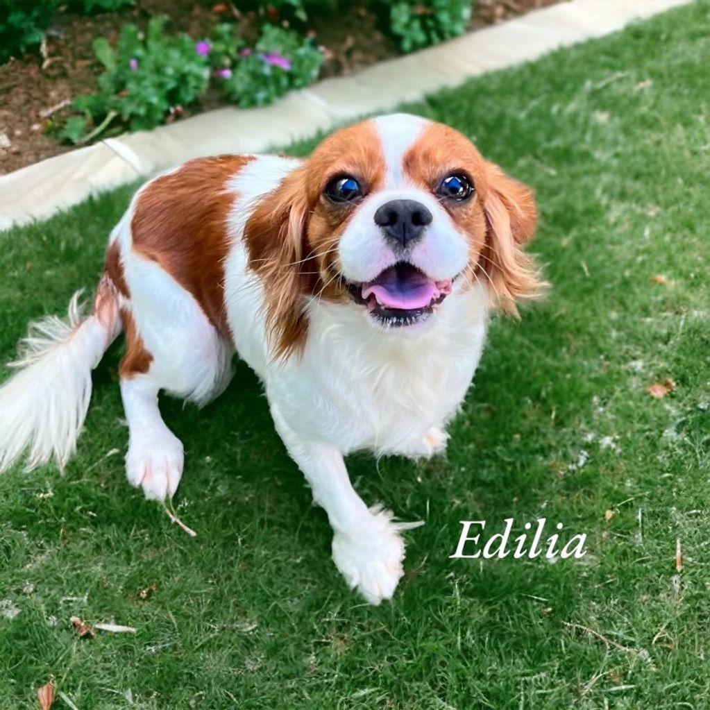 Edilia