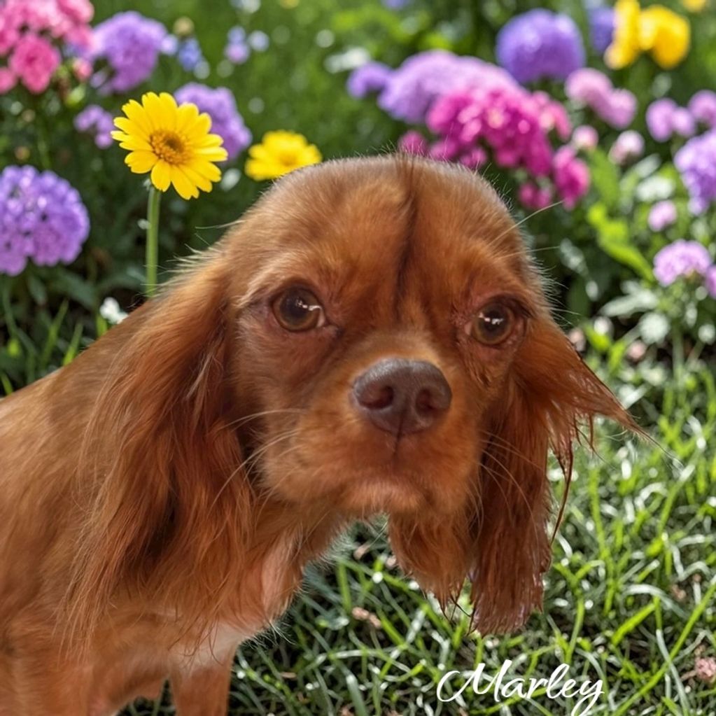 Marley