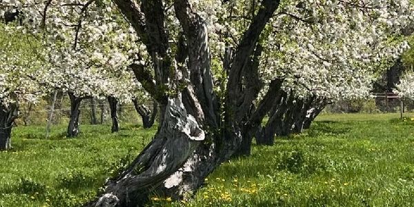 Old twisted trees with white blossoms in a green field.