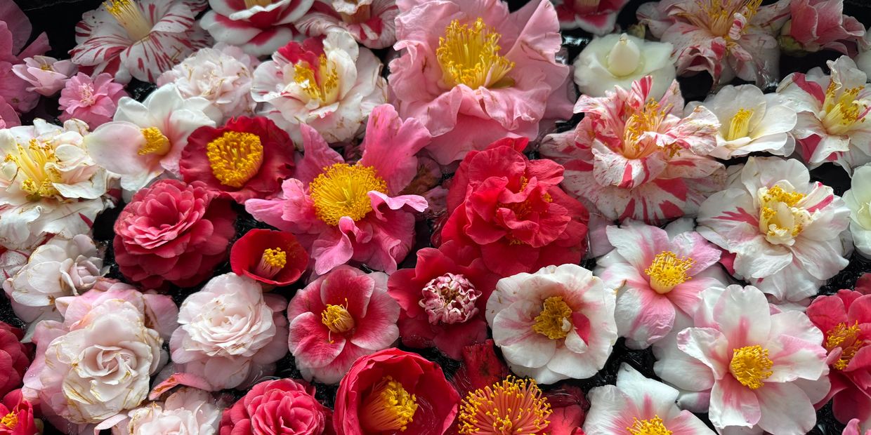 A vibrant assortment of pink, red, and white flowers with yellow centers.