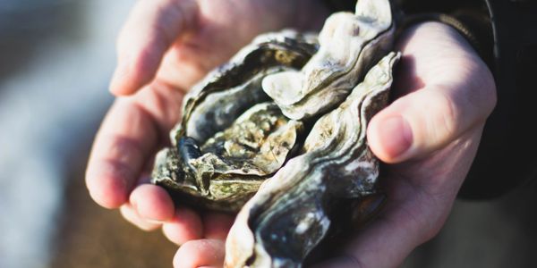 oyster recycling