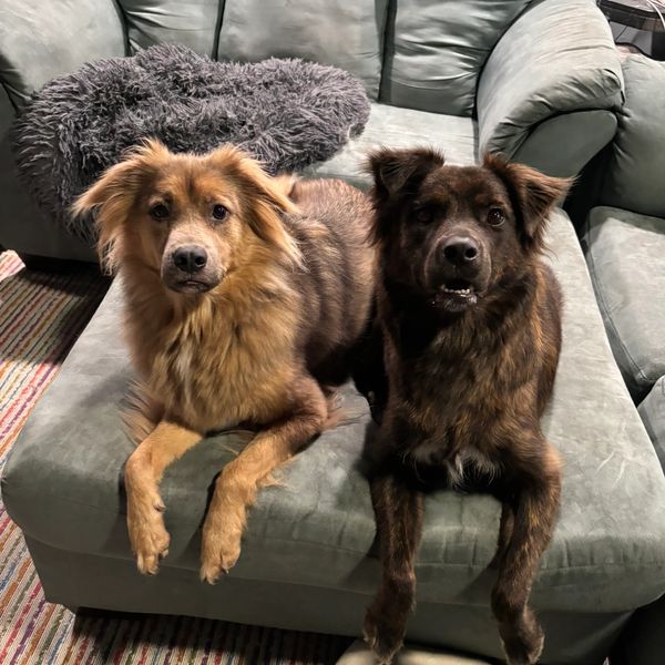 Two attentive dogs lying side by side on a gray couch.