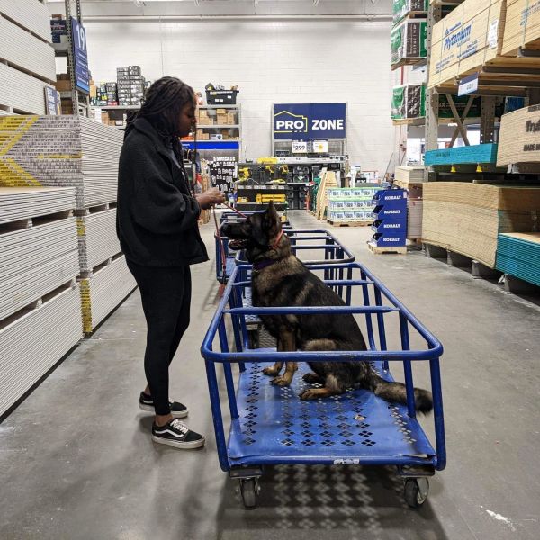 Person training a dog sitting on a blue cart inside a hardware store.