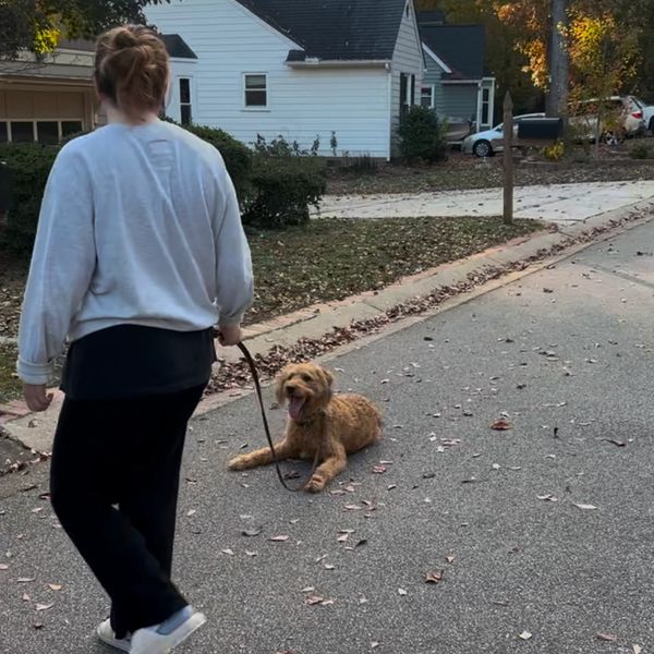 Person walking a dog that is lying down on the street.