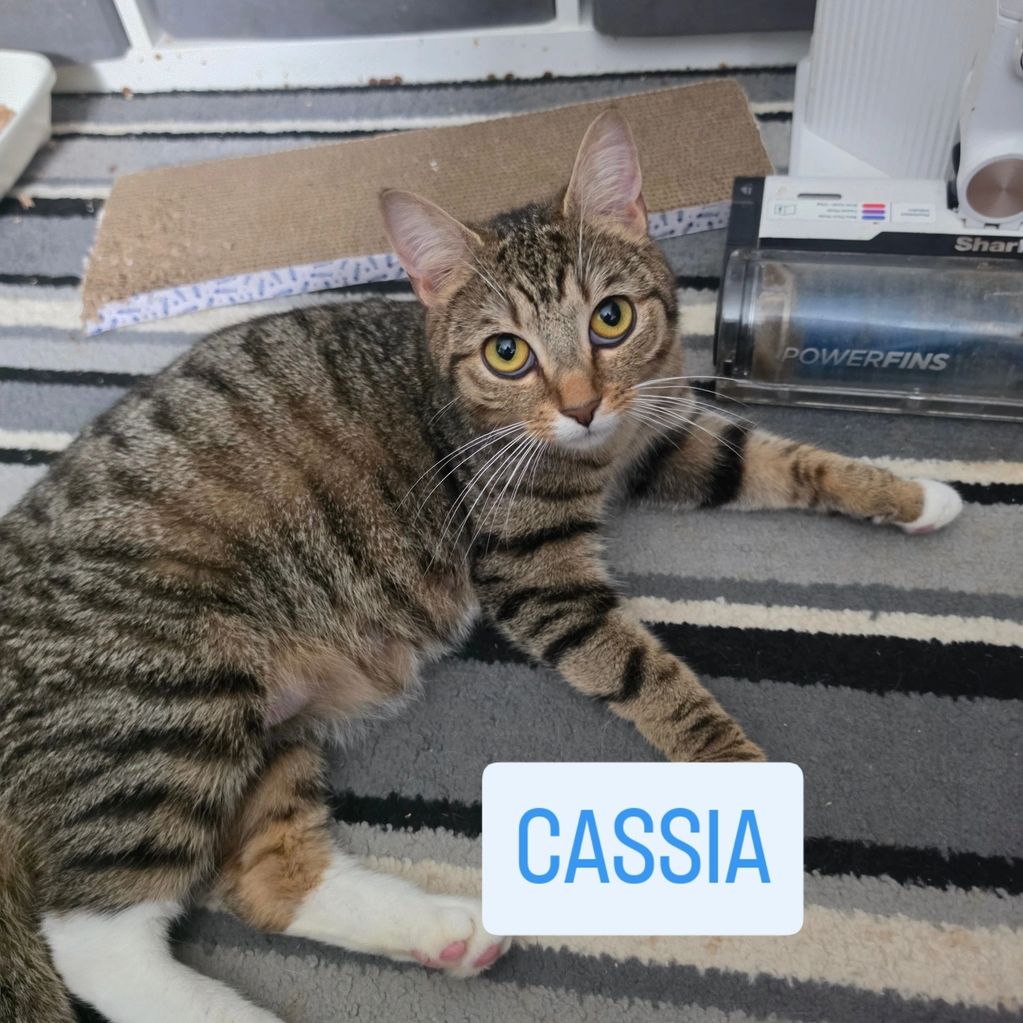 Name :  Cassia
Sex :  female 
Dob :   1½ years approx
Children : yes
Dogs: no 
Cats: no
