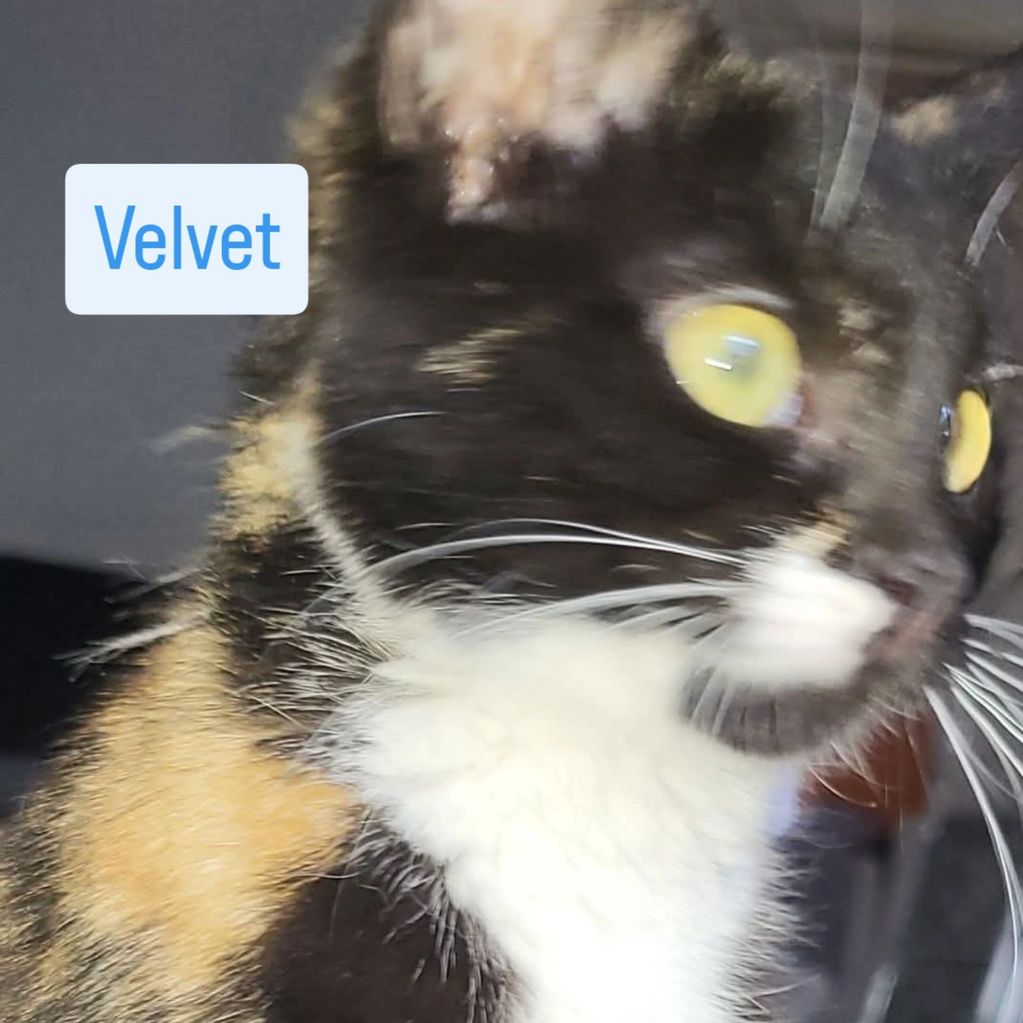 Name :  velvet
Sex :  female 
Dob :   nov 25
Children : over 12yrs 
Dogs: no 
Cats: maybe
Neutered :