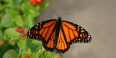 Monarch - Dallas Arboretum